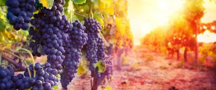 Bozcaada Bağ Bozumu Turu