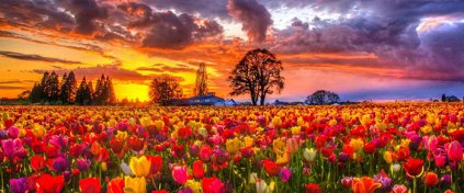 Çatalhöyük Lale Hasadı